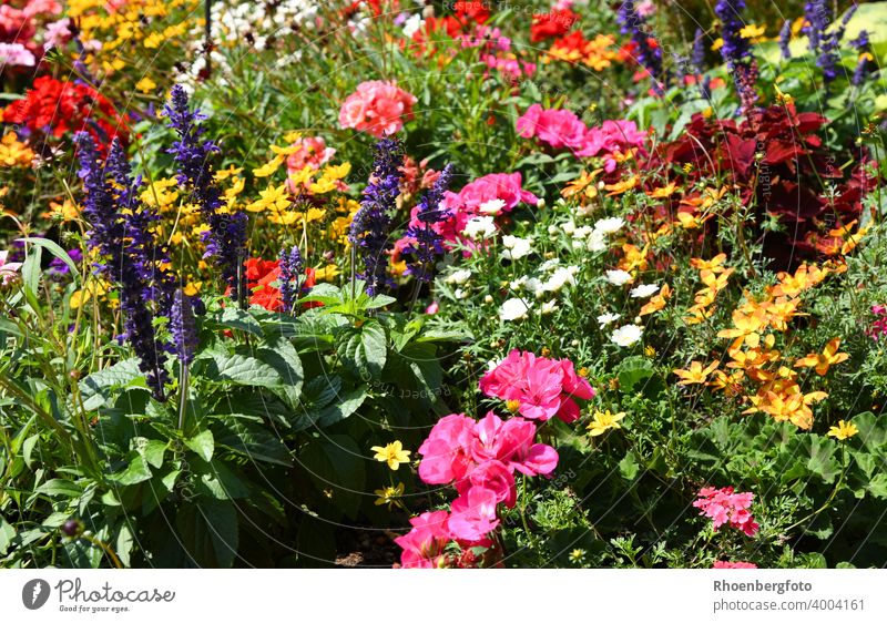 kunterbunt bepflanztes Blumenbeet blumen pflanzen garten sommer blumenbeet blüten blühen pink rot gelb grün weiß color gärtner gartenschau pflanzensorte juli