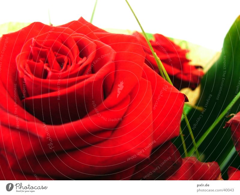 Alles Gute zum Valentinstag schön Wohlgefühl Garten Dekoration & Verzierung Feste & Feiern Blume Rose grün rot Gefühle Sympathie Verliebtheit Treue Romantik