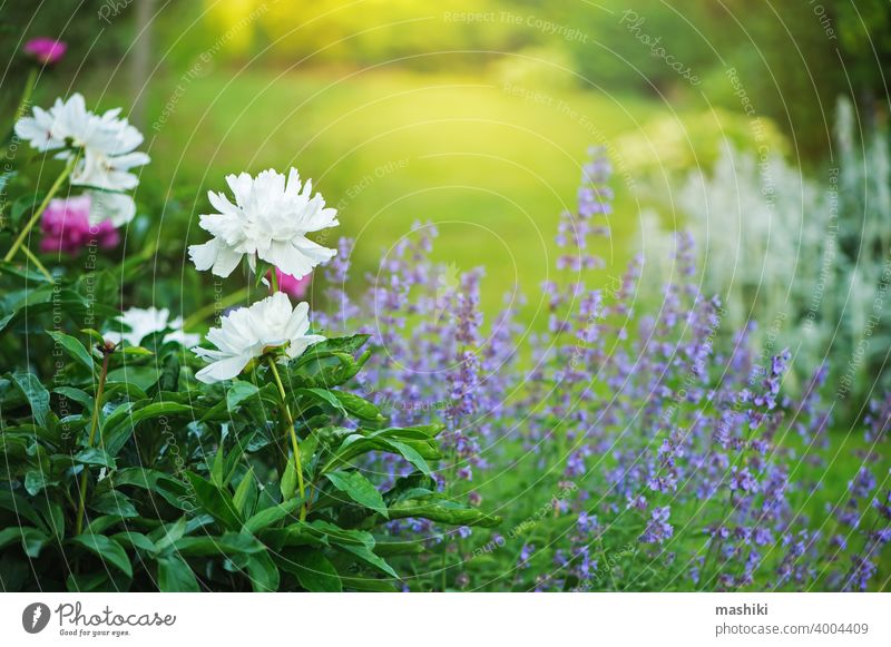 Garten im englischen Landhausstil. Pfingstrosen blühen in Grenze mit Katzenminze. Schöne Komposition mit Begleitpflanzen für Blumenbeet... Natur Pflanze Sommer