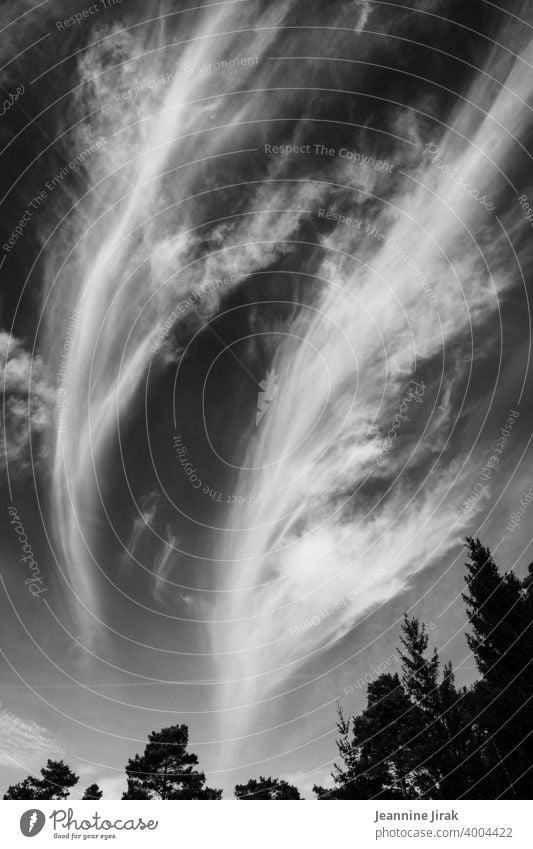 Bäume und Wolken Wolkenhimmel Schwarzweißfoto Himmel Landschaft Außenaufnahme Menschenleer Umwelt draußen Wolkenformation