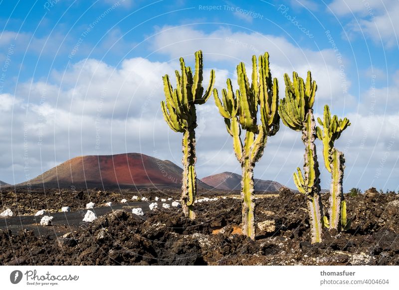 Kakteen auf Lanzarote am Weg mit Vulcan und Lava Panorama (Aussicht) Schatten Licht Tag Außenaufnahme Farbfoto Stimmung ruhig Natur Abenteuer Klima Horizont