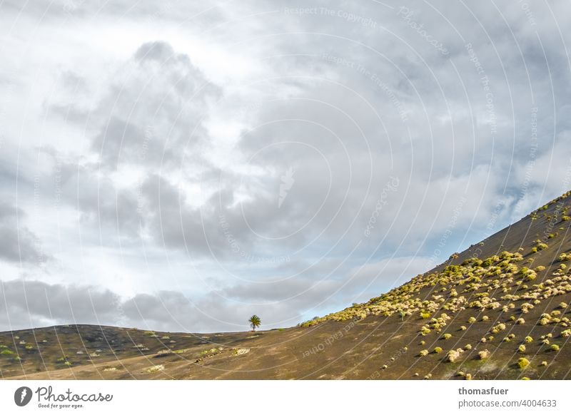 einzelner Baum in der Ferne Fernweh Lanzarote Schönes Wetter Berge u. Gebirge Ferien & Urlaub & Reisen Freiheit Sommer Himmel Wolken Horizont Klima ruhig