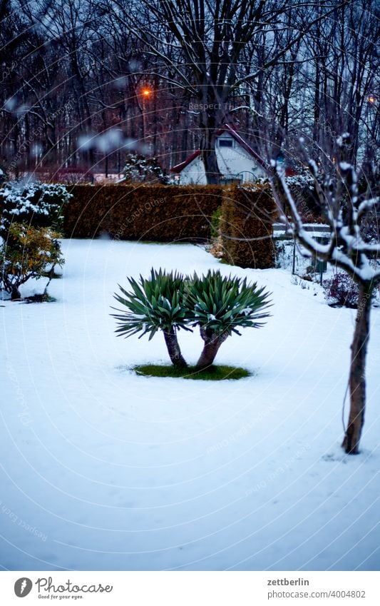 Yucca im Winter am Abend ast baum erholung ferien garten kleingarten kleingartenkolonie menschenleer natur pflanze ruhe schnee schneedecke schrebergarten stamm