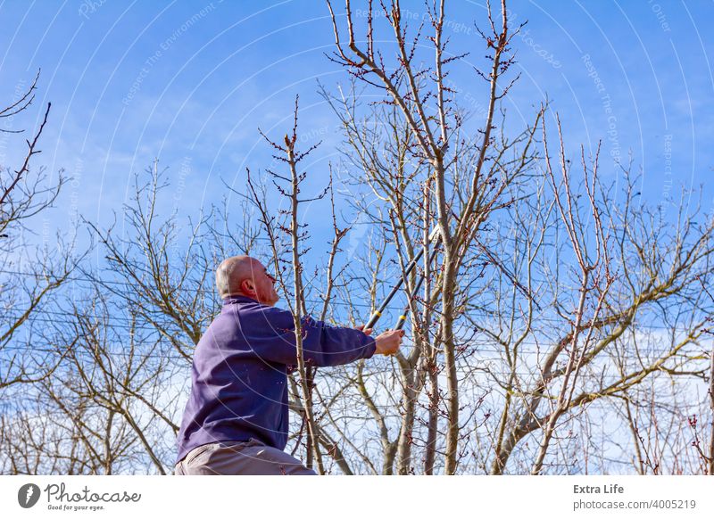 Gärtner schneidet Äste, beschneidet Obstbäume mit Astschere im Obstgarten Ackerbau Apfel Klinge Botanik Schutzdach Pflege Kaukasier Hausarbeiten Schermaschine