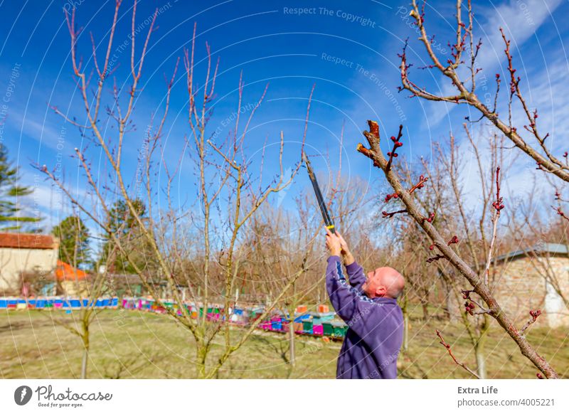 Gärtner schneidet Äste, beschneidet Obstbäume mit Astschere im Bienenhaus Ackerbau Bienenkorb Bienenzucht Apfel Bienenstock Botanik Schutzdach Pflege