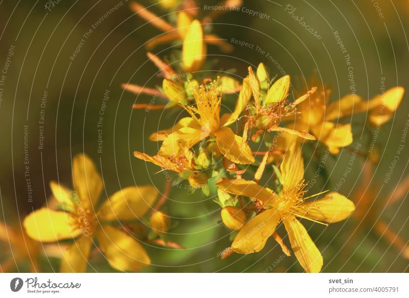 Hypericum perforatum, Klamath-Kraut, Johanniskraut, Gewöhnliches Johanniskraut, Perforiertes Johanniskraut, Echtes Johanniskraut.  Goldgelbe Hypericum-Blüten in Nahaufnahme im Sonnenlicht im Freien im Sommer.