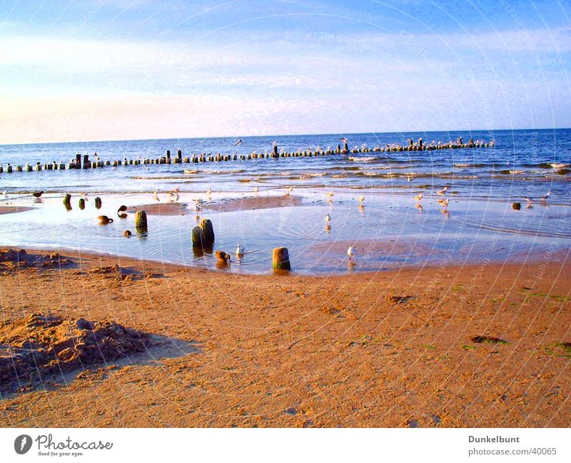 Möven am Meer Strand Verkehr Ostsee Sand