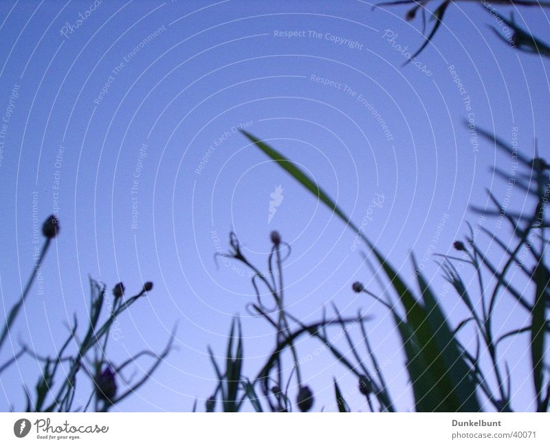 Gras Sommer Feld Blume Himmel