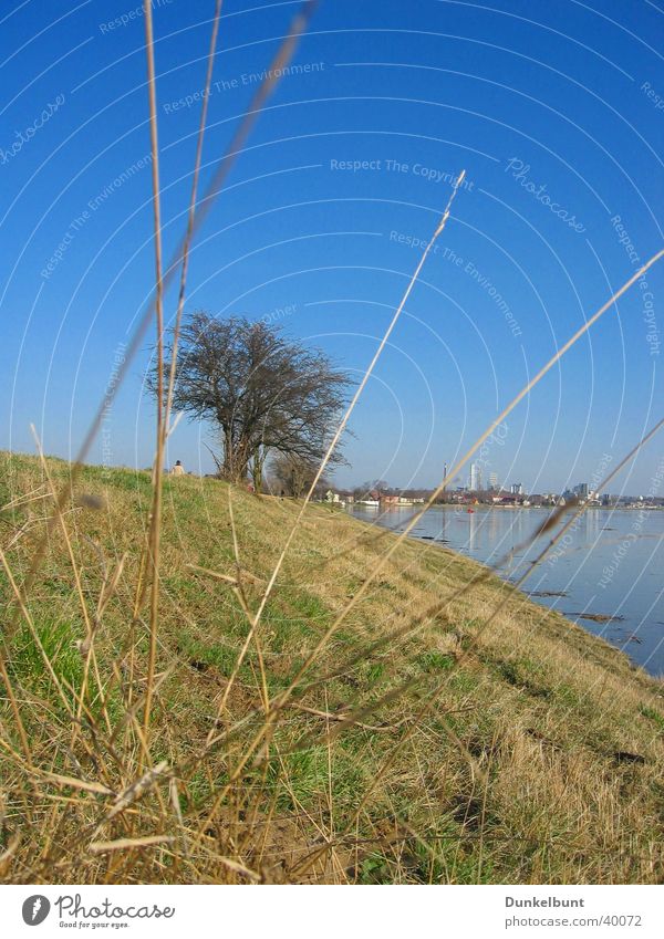 Elbhang Gras Berghang Hochwasser Elbe