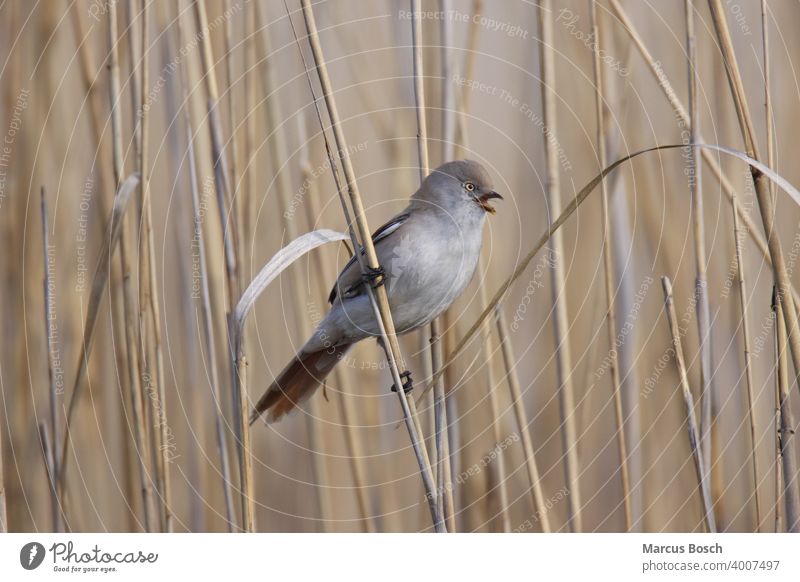 Bartmeise - Weibchen, Panurus biarmicus, bearded reedling - female Bearded Feder Meise Paradoxornithidae Parrotbill Remiz Remiz pendulinus Samen Schilfbewohner