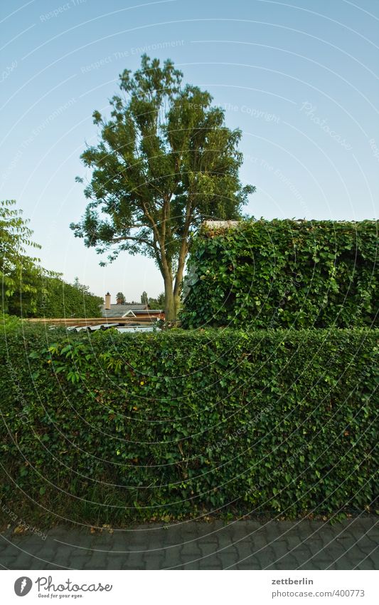 Zwei Hecken, ein Baum Sommer Häusliches Leben Wohnung Garten Umwelt Natur Pflanze Klima Wetter Schönes Wetter Park Kleinstadt Stadtrand gut schön Grundstück