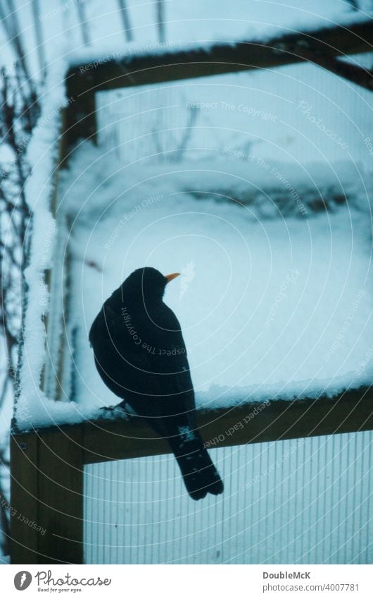 Eine Amsel sitzt auf einem beschneiten Hochbeet Nahaufnahme Tier Farbfoto Gedeckte Farben Tag Außenaufnahme Schwache Tiefenschärfe Tierporträt Natur sitzen