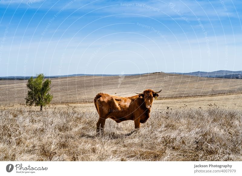 Rote Kuh beim Grasen auf trockenen Wiesen im Alentejo, Portugal Bauernhof Porträt rot Ackerbau Alt-Alentejo Tier Rindfleisch züchten braun Bulle Wade