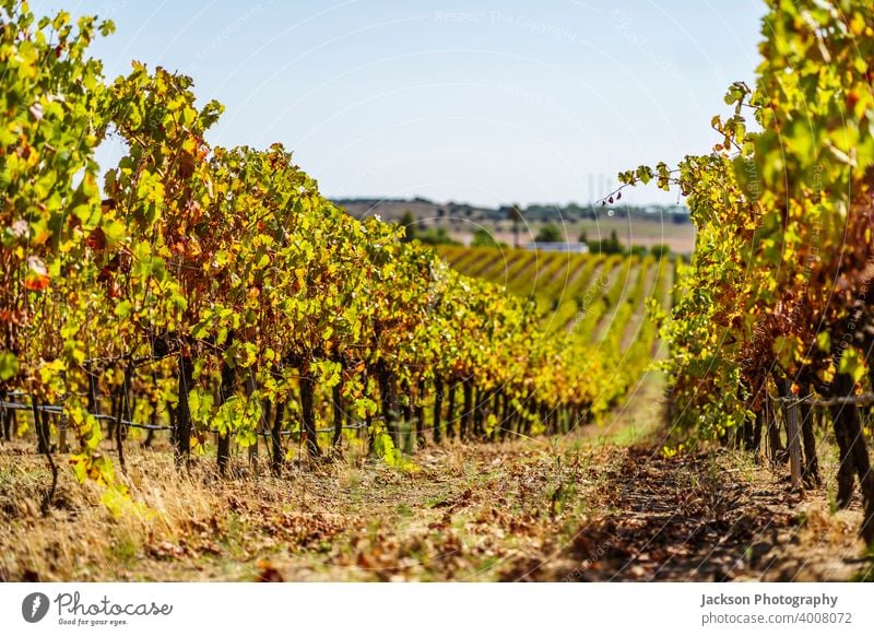 Weinberge von Alentejo im Herbst, Portugal Weinbau Traube reif viele In einer Reihe Tag sonnig Ackerbau rota dos vinhos Route Dienstplan alt fallen grün Feld