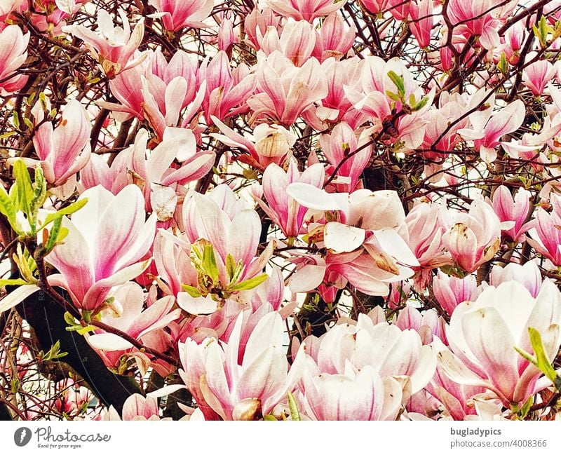 Magnolien Magnolienbaum Magnoliengewächse Magnolienblüte Magnolienstrauch Magnolienblätter Blüte Pflanze Pflanzen Baum Blühend rosa weiß pink Frühling Blume