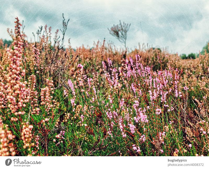 Heidekraut Heidekrautgewächse Heidelandschaft Landschaft Lüneburger Heide Sträucher rosa Blütenpflanze Blumen Blumenwiese Herbst Sommer Pflanze Natur violett