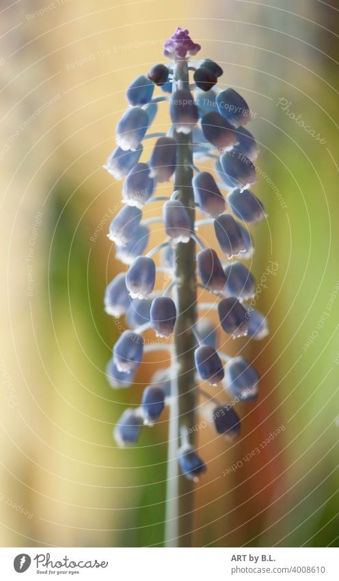 Glockenspiel Hyazinthe Trauben Frühblüher Natur Blume Frühling bote Frühlingsbote Blüte Glöckchen traubenhyazinthe glockenspiel blau