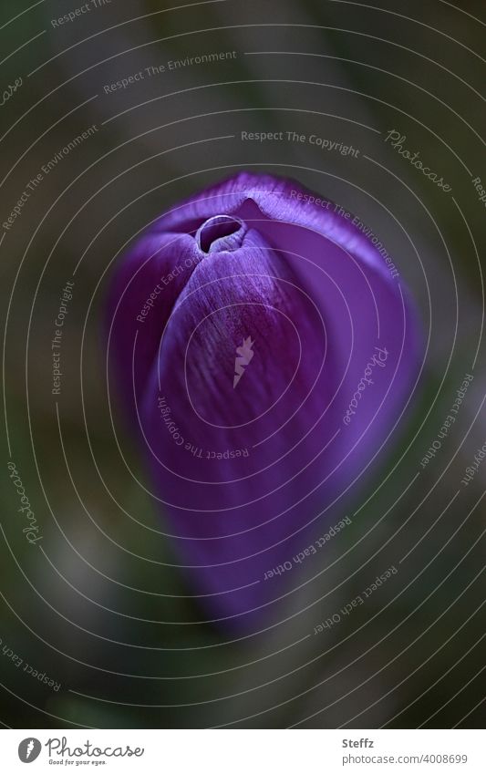 Krokusblüte Frühlingskrokus Frühlingsbote Frühblüher Märzblume Frühlingserwachen Frühlingsblume Frühlingsblüte Blütenknospe Märzblüte Crocus Frühlingstag blühen