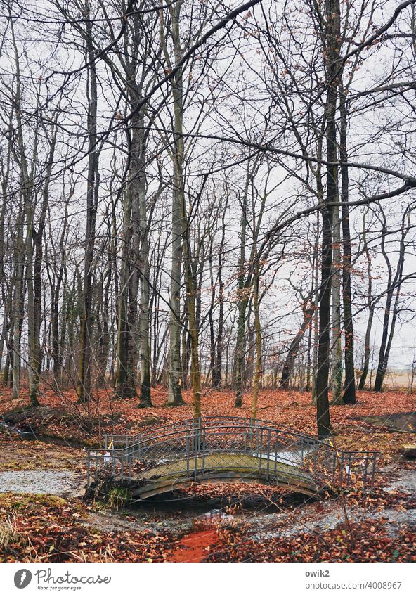 Gebogen Park Brücke Brückengeländer Bogenbrücke geschwungen Pflanzen Bäume Außenaufnahme Farbfoto elegant Menschenleer Baum Natur Idylle Wald Landschaft Tag