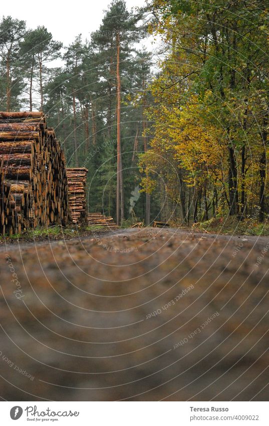 Herbst auf einer bewaldeten Straße mit Holz auf der Seite gestapelt fallen Landschaft malerisch natürlich Saison Herbstwald Waldgebiet im Freien Blätter Umwelt