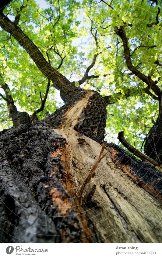 Riss Umwelt Natur Landschaft Pflanze Himmel Sommer Wetter Schönes Wetter Baum Blatt Grünpflanze Wald Holz stehen alt hoch Baumrinde Baumstamm Ast Zweige u. Äste