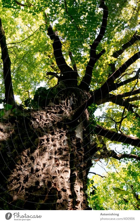 Baum Umwelt Natur Landschaft Pflanze Himmel Sommer Wetter Schönes Wetter Blatt Wald Holz stehen alt hoch braun grün schwarz Baumrinde Ast Geäst Zweige u. Äste