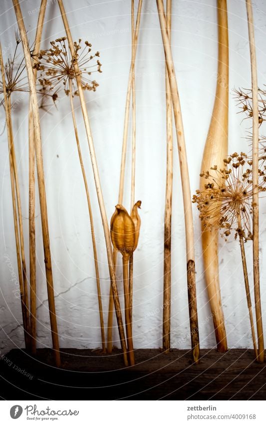 Trockenblumen blüte strohblume trockenblume stängel heu deko dekoration dolde staude stern sternförmig gras halm