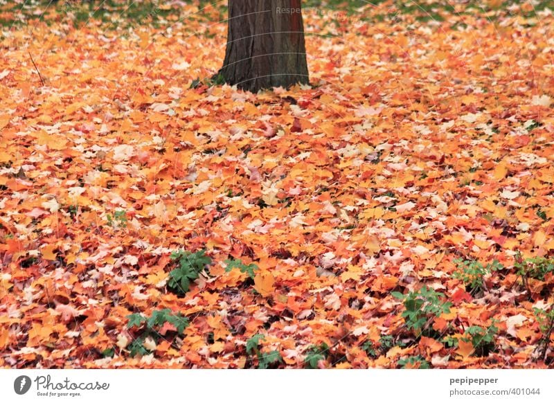 ____II_____ Ferien & Urlaub & Reisen Umwelt Natur Pflanze Erde Herbst Schönes Wetter Baum Blatt Garten Park Wald Holz alt braun Laubbaum Blätterdach Herbstlaub