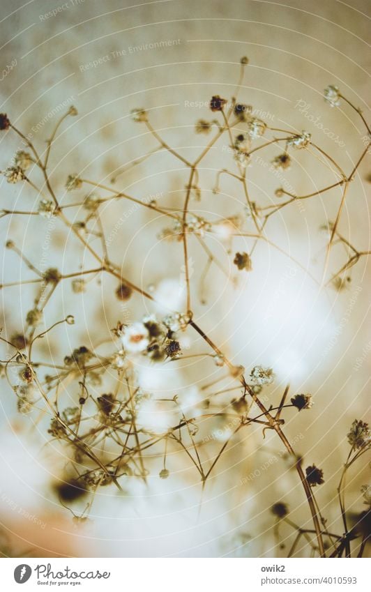 Zerfließend Natur Farbfoto Starke Tiefenschärfe bizarr Trockenstrauch Menschenleer Herbst Nahaufnahme Begrenzung filigran Linie dehydrieren Textfreiraum links