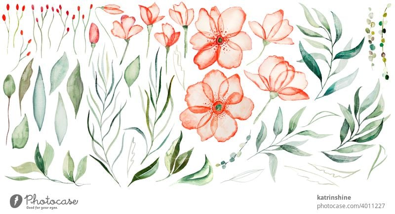 Aquarell Rose Rosen und grüne Blätter Illustrationen Roséwein rot Blumen Wasserfarbe Blütezeit geblümt Sommer handgezeichnet twinerб Element