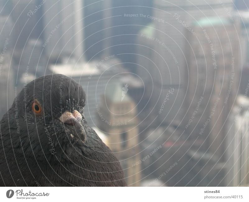 Citybird Tier Vogel Perspektive New York City Amerika Nordamerika Empire State Buildung Aussicht Nahaufnahme