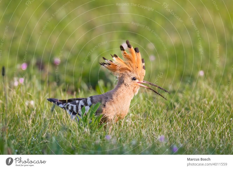 Wiedehopf, Upupa epops, hoopoe Federhaube Gras Sommer Tier Tiere Voegel Vogel Wiese Zugvogel Zugvoegel beute bunt eat engerling farbig fressen gruen nahrung