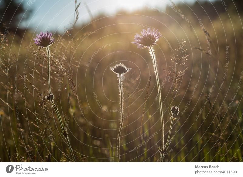 Wiese im Abendlicht Bergwiesen Bluete Blueten Blume Blumen Blumenwiesen Boehmerwald Gegenlicht Huegel Mittelgebirge Mittelgebirgslandschaft Nationalpark Pflanze