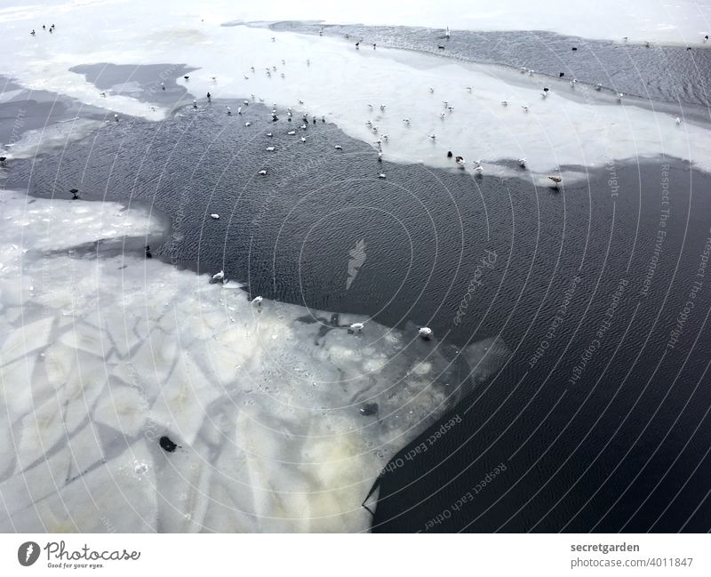 Irgendwann war das Eis gebrochen und man näherte sich an. Alster Wasser Eisscholle schwimmen Möwenvögel Enten Winter kalt gefroren Frost Außenaufnahme Farbfoto