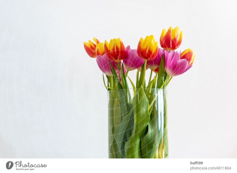 Tulpen in Vase vor weißer Wand tulpenstrauß Tulpenblüte Blüte Blumenstrauß Blühend Frühling Pflanze Freude Vorfreude Frühlingsgefühle Frühlingsblume Blumenvase