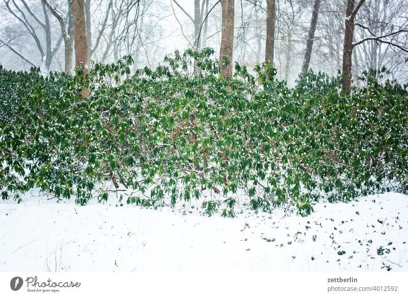 Rhododendron im Winter / im Großen Tiergarten abend baum berlin deutschland dämmerung eis feierabend hauptstadt kalt menschenleer mitte neuschnee park