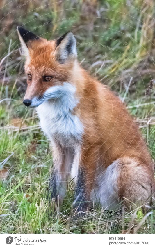 Fuchsgesicht. Fox vor der Kamera. Krasnoayrsk, Russland Tier Tiere Biest Bestien schön Buchse Nahaufnahme listig Füchse Gras grün Suppengrün Küchenkräuter jagen