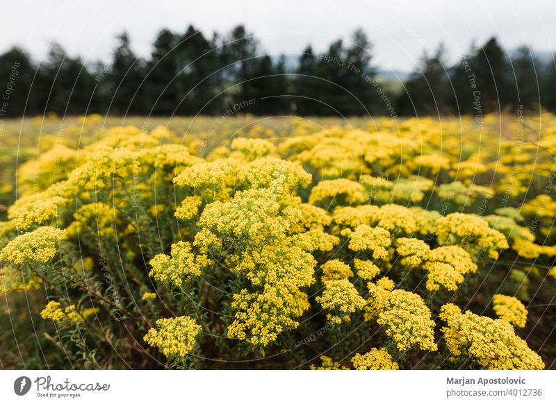 Frühlingsgrüne Wiese mit Blumen und Bäumen wild Serbien Flora Pflanzen frisch ländlich Natur Landschaft Berge u. Gebirge Gras Wildblume Farben srbija zlatibor