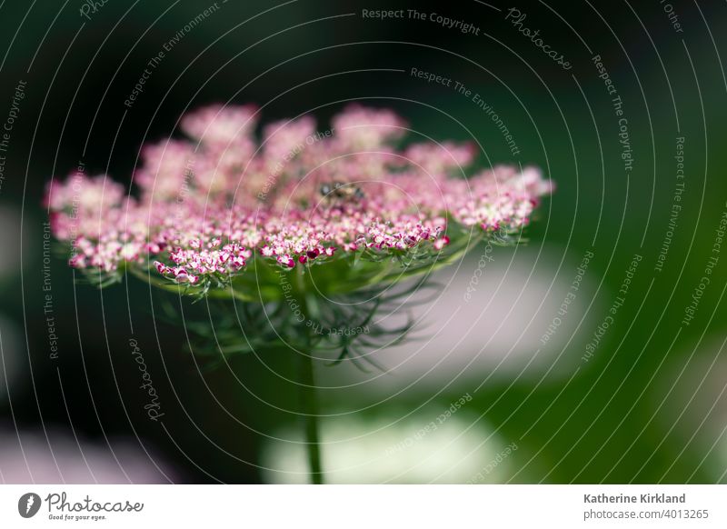 Rote Königin Anns Spitzenblume Königin-Anns-Spitze Möhre wild grün rosa purpur weiß rot Wiese Feld Nahaufnahme Natur natürlich Wildblume geblümt Blume