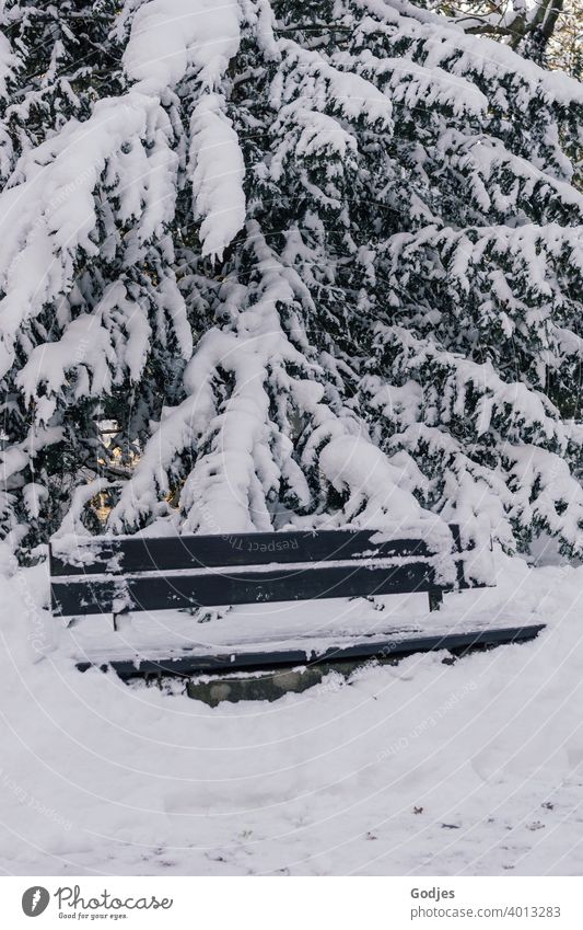 eingeschneite Bank vor einem schneebedeckten Nadelbaum Sitzgelegenheit Schnee schneebedeckter Baum Winter Menschenleer Wald Tanne Tag Farbfoto weiß Frost Eis