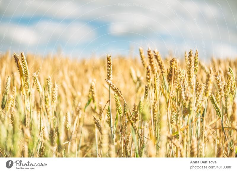 Feld mit goldenem Weizen Roggen Korn Ernte Landschaft Müsli Bauernhof Ackerbau gelb Sommer Pflanze Wachstum Himmel Natur Saison sonnig Cloud Szene hell