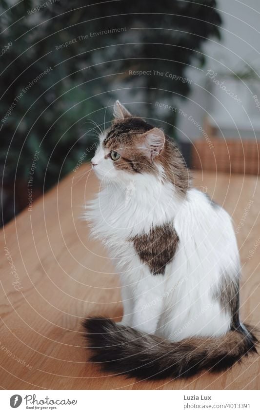 Katze mit langem Fell sitzt auf einem Tisch aus Holz und beobachtet etwas, das nur sie sieht Kater langhaarig Langhaarige Katze Haustier Tier Hauskatze Blick