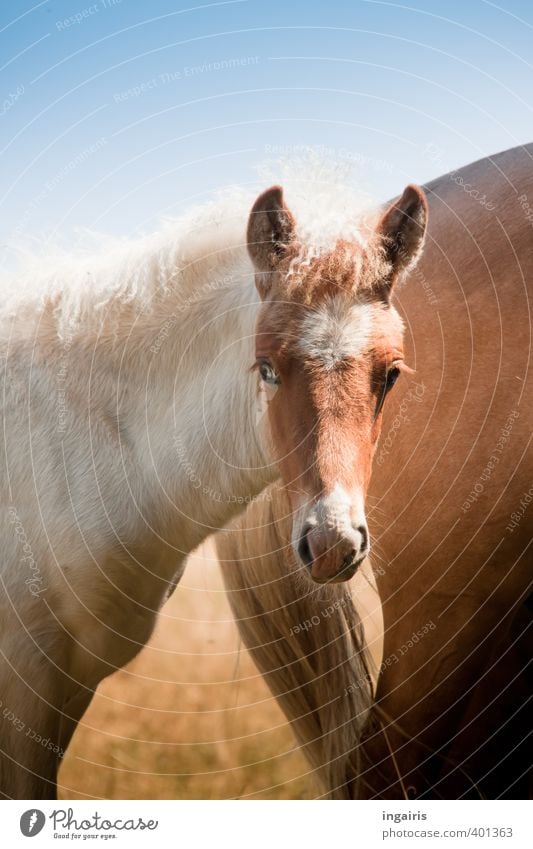 Fisheye Natur Weide Tier Nutztier Pferd Island Ponys 1 2 Tierjunges beobachten Blick klein blau braun weiß Vertrauen Sympathie Tierliebe Fischauge Auge