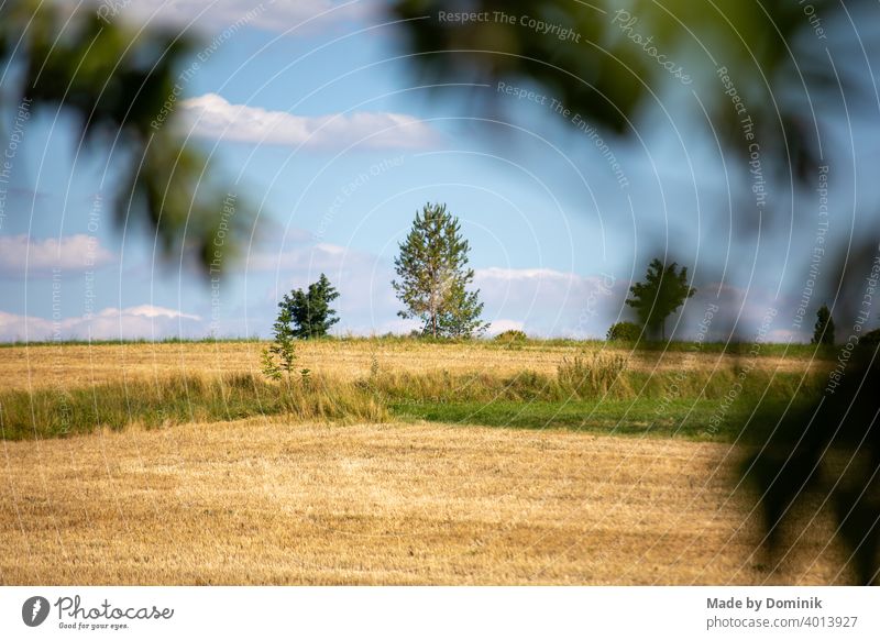 gelbe Felder in der Sonne, Landschaftsaufnahme Sommer Menschenleer bunt Baum Blauer Himmel Natur Außenaufnahme Schönes Wetter Farbfoto grün Umwelt blau Tag