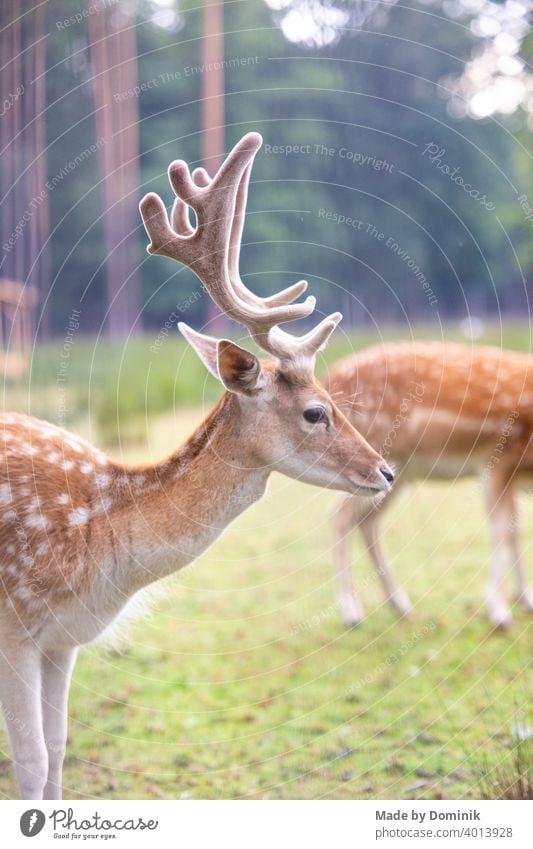 Dammwild in der Natur Wildtier Wildtierfotografie dammwild Reh Farbfoto Tier Außenaufnahme Säugetier Tierporträt Wiese Hirsche Tag grün braun Horn Wald Gras