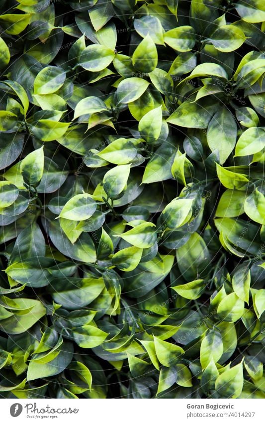 Textur von Efeublättern Großaufnahme grün natürlich Natur Nahaufnahme Pflanze Garten Muster Blätter Tapete Laubwerk Umwelt Hintergrund Blatt Ökologie Sommer