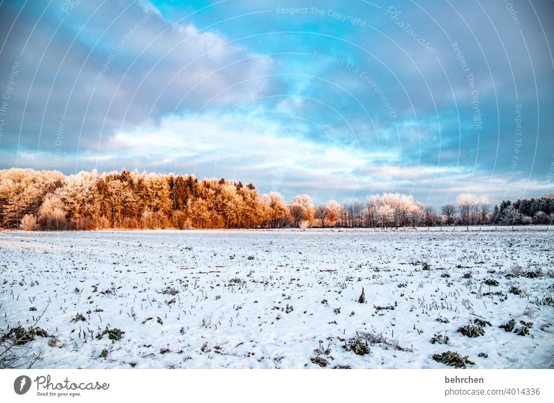 vorausschauend Herbst Wald Winterwald Märchenwald Äste und Zweige Klima traumhaft schön verträumt idyllisch Schneedecke Schneelandschaft Heimat Acker