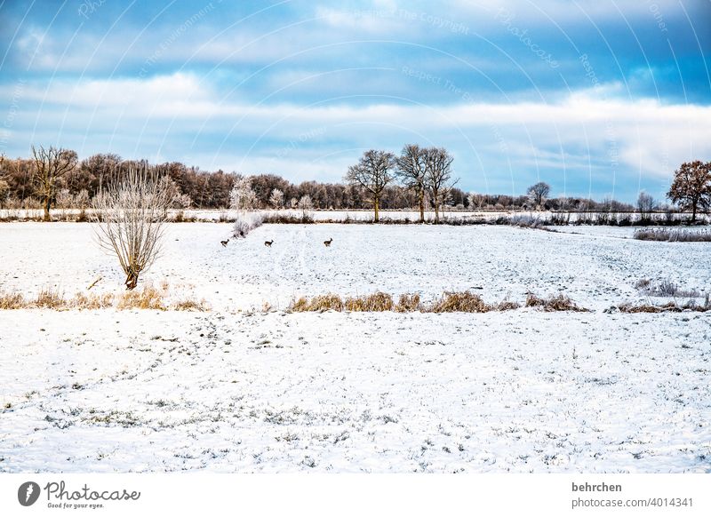 drei rehe für den 3.advent traumhaft weiß ruhig Himmel Winter Wald Schnee Feld Wiese Umwelt Natur Landschaft Frost Bäume Winterlandschaft kalt Kälte frieren