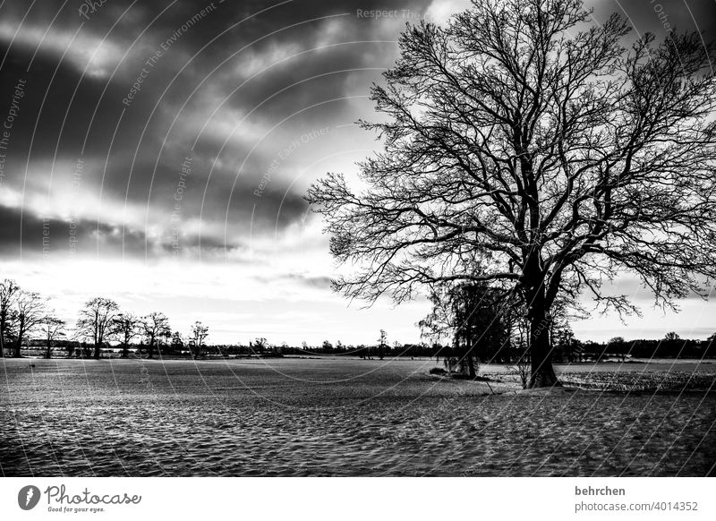 kraftvoll und mutig Sonnenlicht Schneefall weiß ruhig Umwelt Natur Wiese Feld Wald Winter Himmel Landschaft Frost Bäume Winterlandschaft kalt Kälte frieren