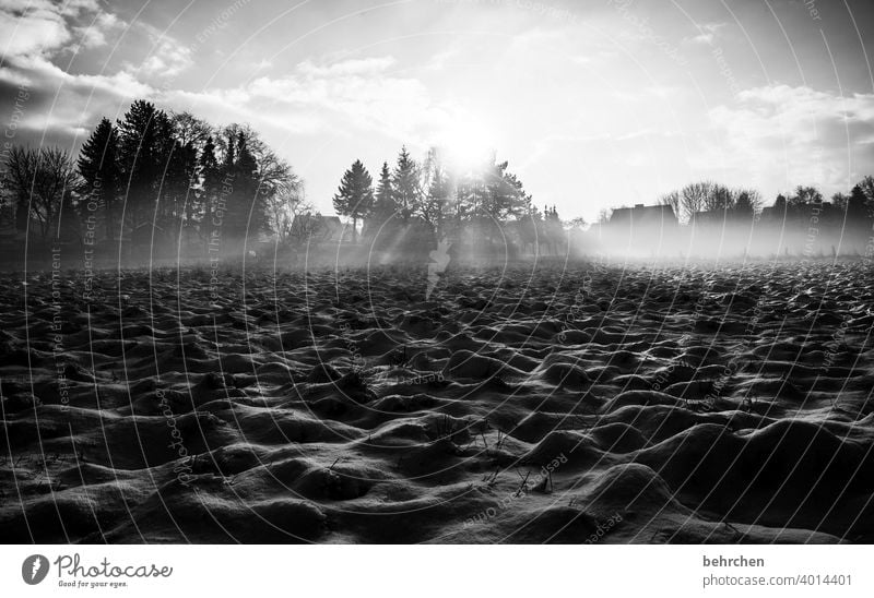 dunkelheit berührt. wenn die seele traurig ist. lass licht durchbrechen. Schatten traumhaft träumen Schwarzweißfoto Nebel Schneedecke verträumt schön